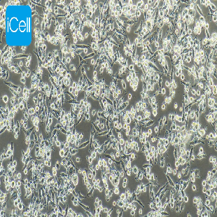 MIA-PACA-2 人胰腺癌细胞
