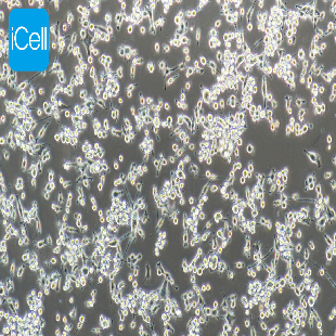 MC38 小鼠结肠癌细胞