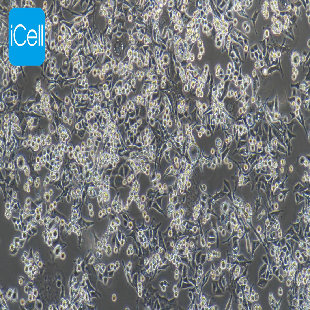 MB-49 小鼠膀胱癌细胞