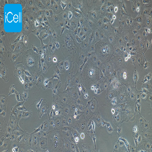 MARC145 猴胚胎肾上皮细胞