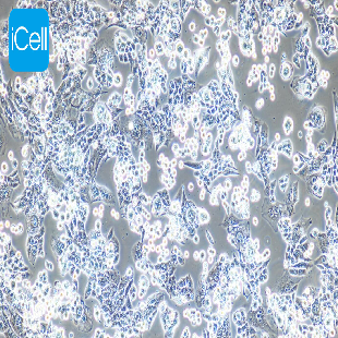 LN-18 人神经胶质瘤细胞（暂不提供）