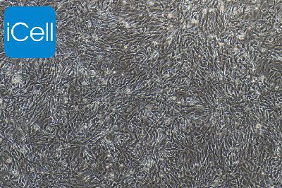 兔原代眼微血管内皮细胞