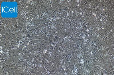 小鼠原代子宫内膜间质细胞