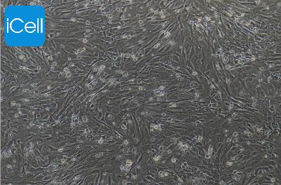 小鼠原代脑微血管周细胞