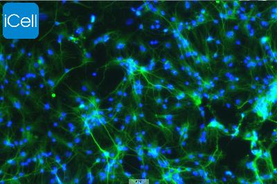 大鼠原代三叉神经元细胞