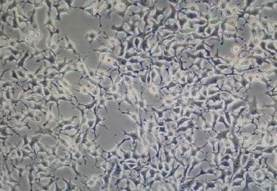 LMH 鸡肝癌细胞