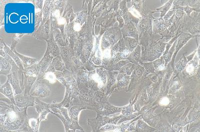 WPMY-1 人正常前列腺基质永生化细胞