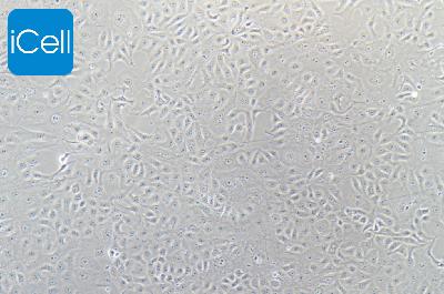 Vero E6 非洲绿猴肾细胞