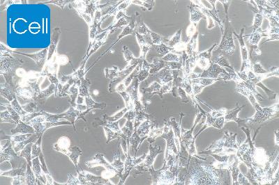 TM4 正常小鼠睾丸Sertoli细胞