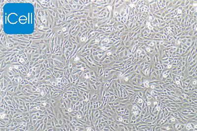 TM3 小鼠睾丸间质细胞