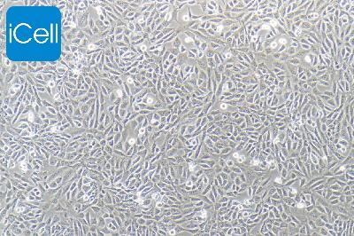 TM3 小鼠睾丸间质细胞
