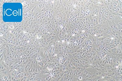 T98G 人胶质母细胞瘤
