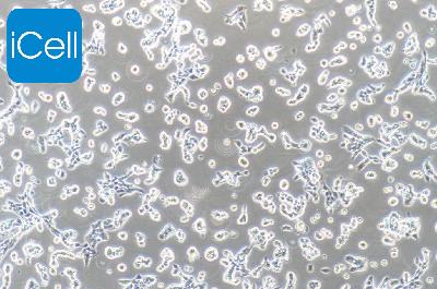 RL95-2 人子宫内膜癌细胞