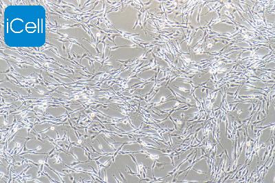 PC-12高分化 大鼠肾上腺嗜铬细胞瘤细胞 高分化 
