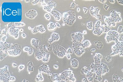 MCF-7 人乳腺癌细胞