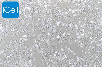 DI TNC1 大鼠脑间质细胞