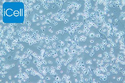 DH82 狗肾恶性组织细胞增生症细胞