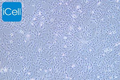 F81 猫肾细胞