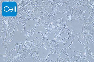 MDBK NBL-1 牛肾细胞