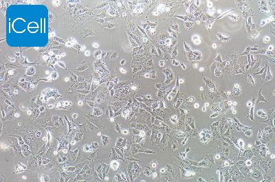 UMR-106 大鼠骨肉瘤细胞