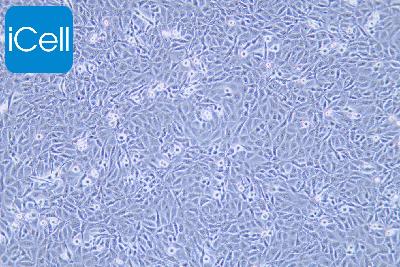 9L/lacZ 大鼠胶质肉瘤细胞