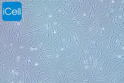UMNSAH/DF-1 鸡胚胎成纤维细胞