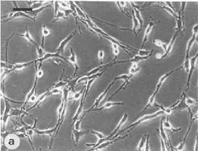 OLN-93 大鼠少突胶质前体细胞（暂不提供）
