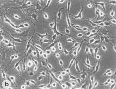OLN-93 大鼠少突胶质前体细胞（暂不提供）