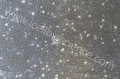 小鼠原代大隐静脉内皮细胞