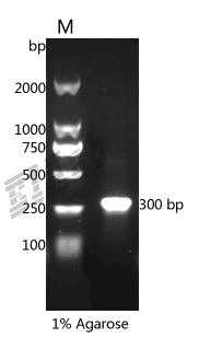 Human NCR3LG1 Protein
