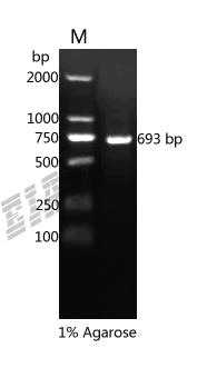 Human LRPPRC Protein