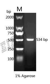 Human LCN2 Protein