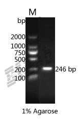 Human FNDC9 Protein