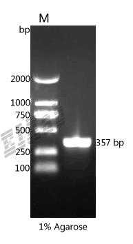 Human LGALS3BP Protein
