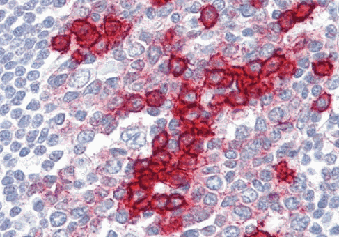 Human CD38 Monoclonal Antibody