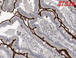 Human MAP9 Polyclonal Antibody