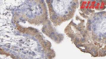 Human MFGE8 Polyclonal Antibody
