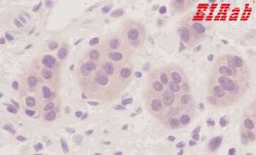 Human MIA2 Polyclonal Antibody