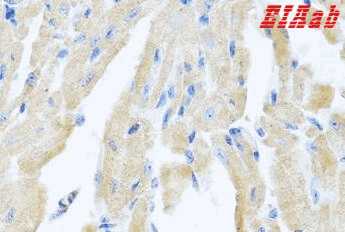 Human MLN Polyclonal Antibody