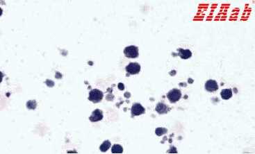 Human NLRP3 Polyclonal Antibody