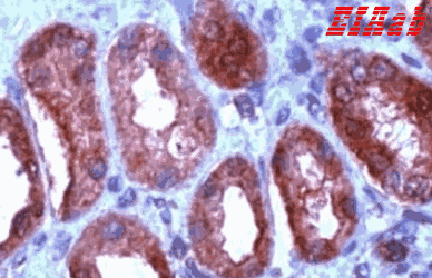 Human WNT1 Polyclonal Antibody
