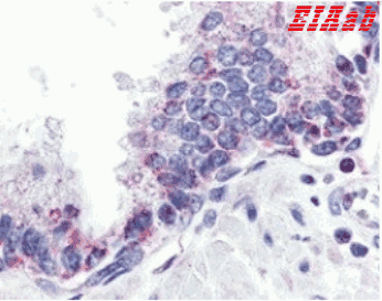 Human TNFSF13 Polyclonal Antibody