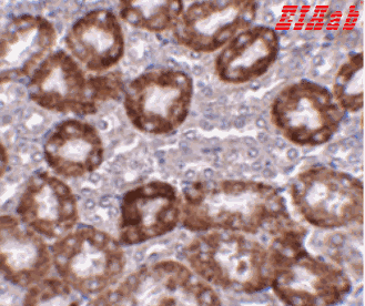 Human TMSB10 Polyclonal Antibody