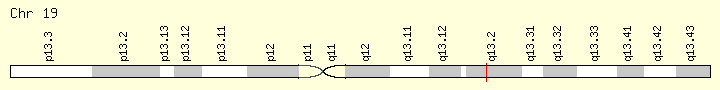 基因位点