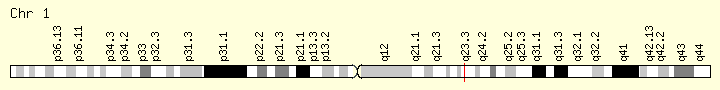 基因位点