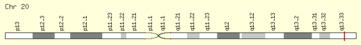 基因位点