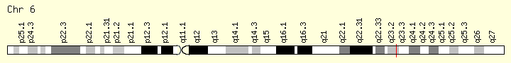 基因位点