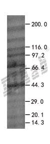 APPBP1 293T Cell Transient Overexpression Lysate(Denatured)