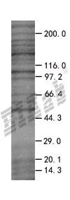 AZU1 293T Cell Transient Overexpression Lysate(Denatured)