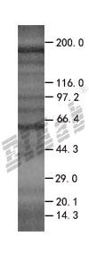 COP1 293T Cell Transient Overexpression Lysate(Denatured)